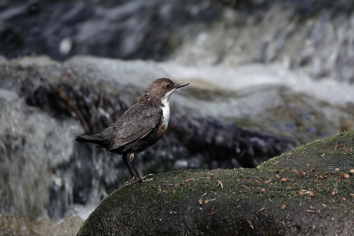 Cincle plongeur - ML623035399