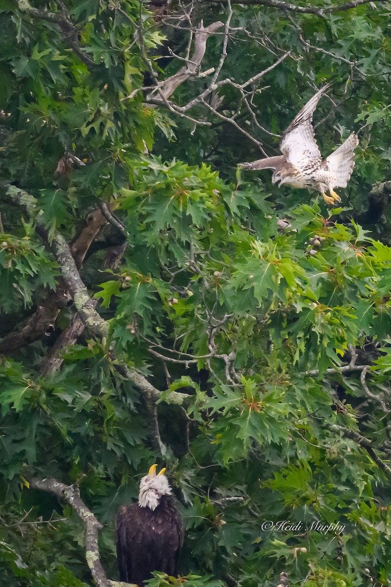 Bald Eagle - ML623035400