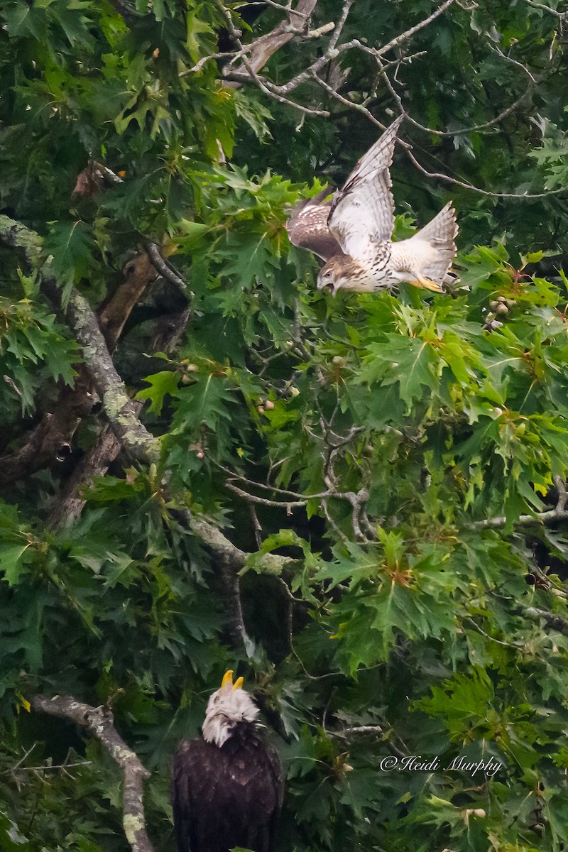 Bald Eagle - ML623035401