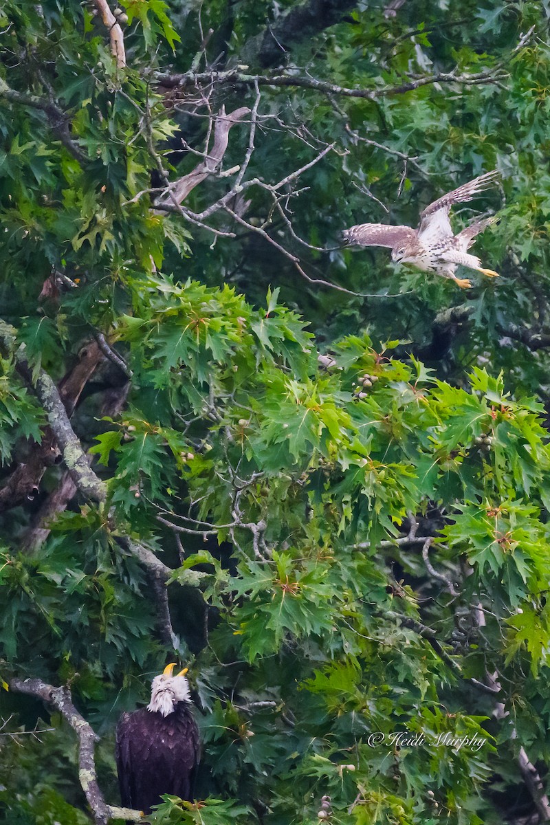 Bald Eagle - ML623035402