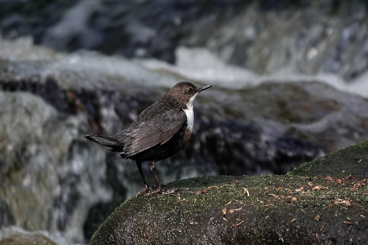 Cincle plongeur - ML623035403