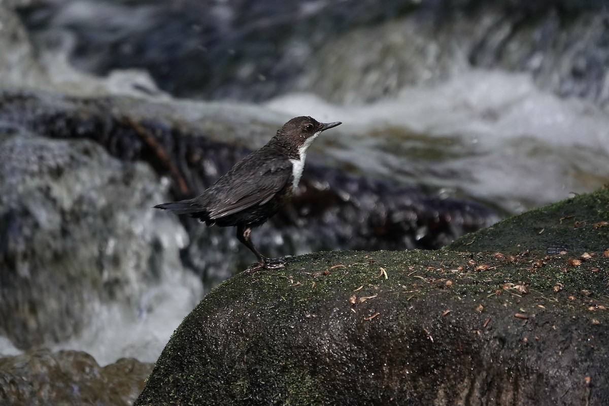 Cincle plongeur - ML623035404