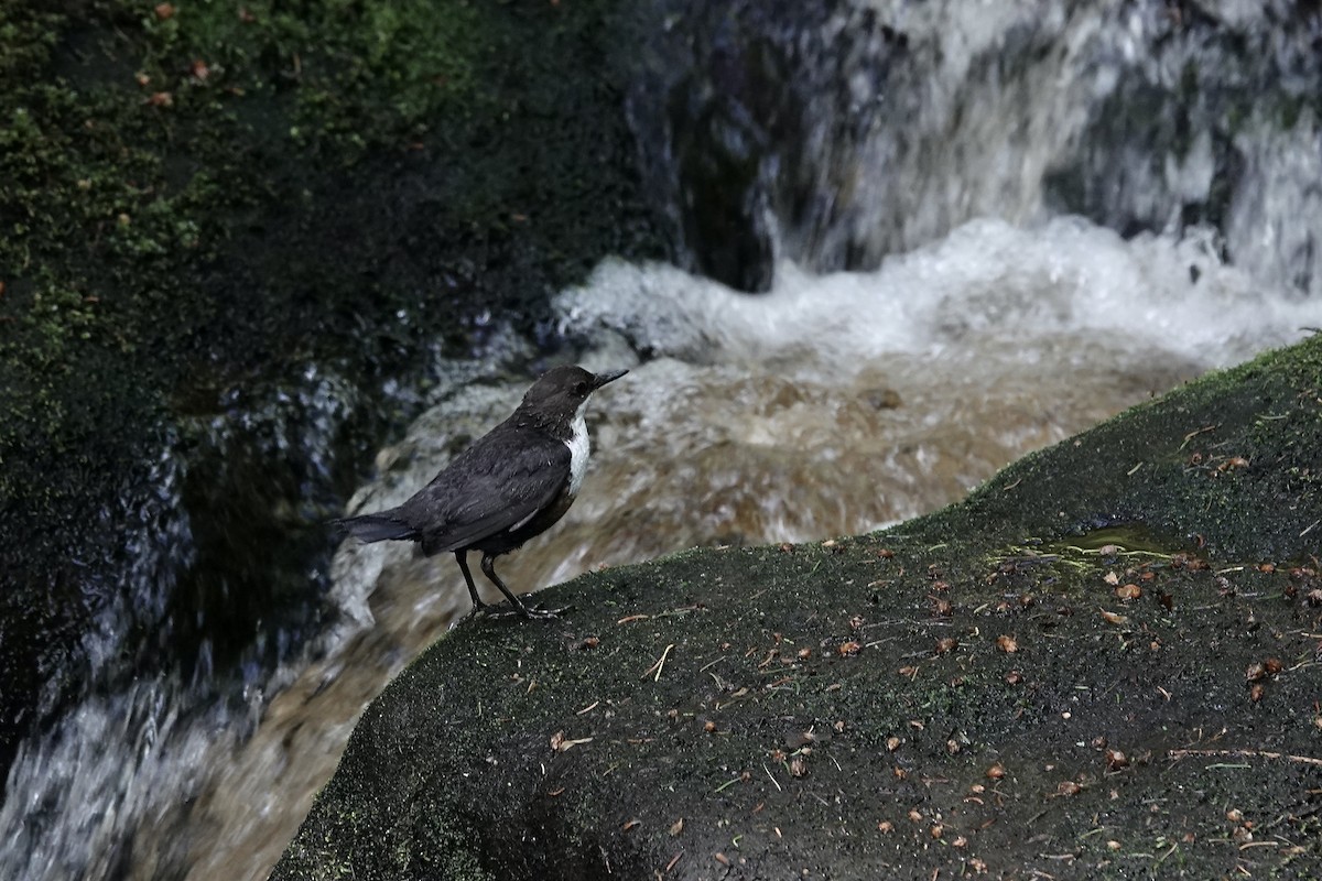 Cincle plongeur - ML623035405