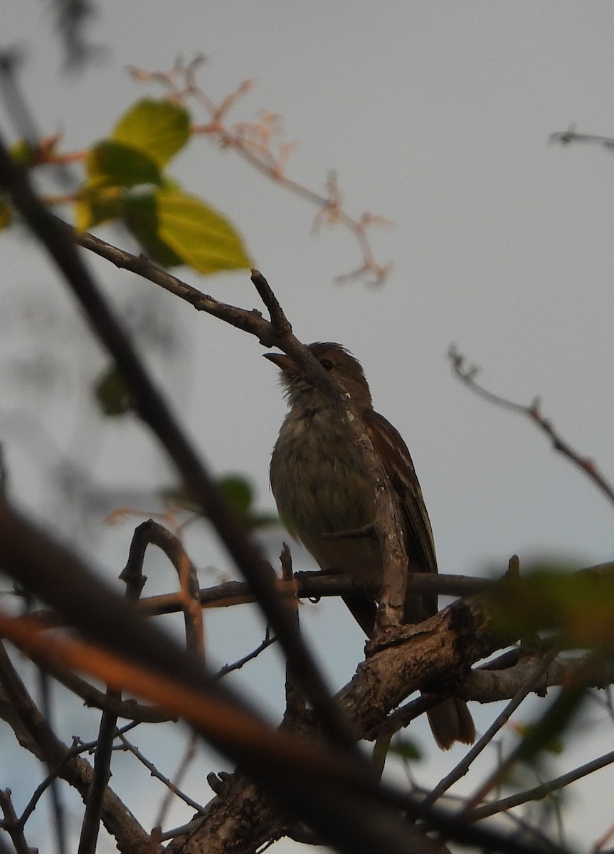 Caribbean Elaenia - ML623035448