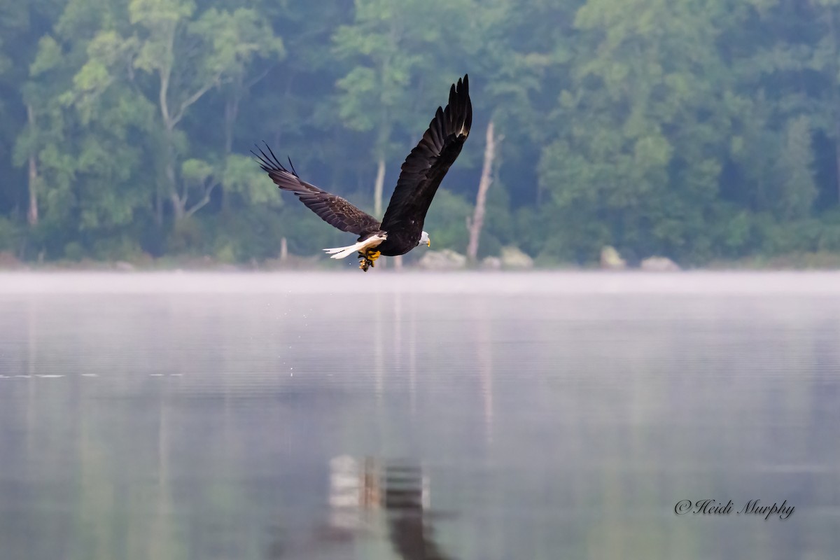 Bald Eagle - ML623035481