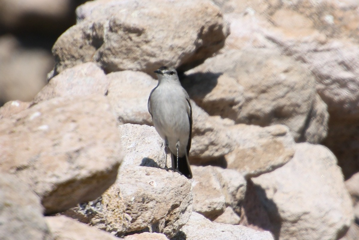 Black-fronted Ground-Tyrant - ML623035514