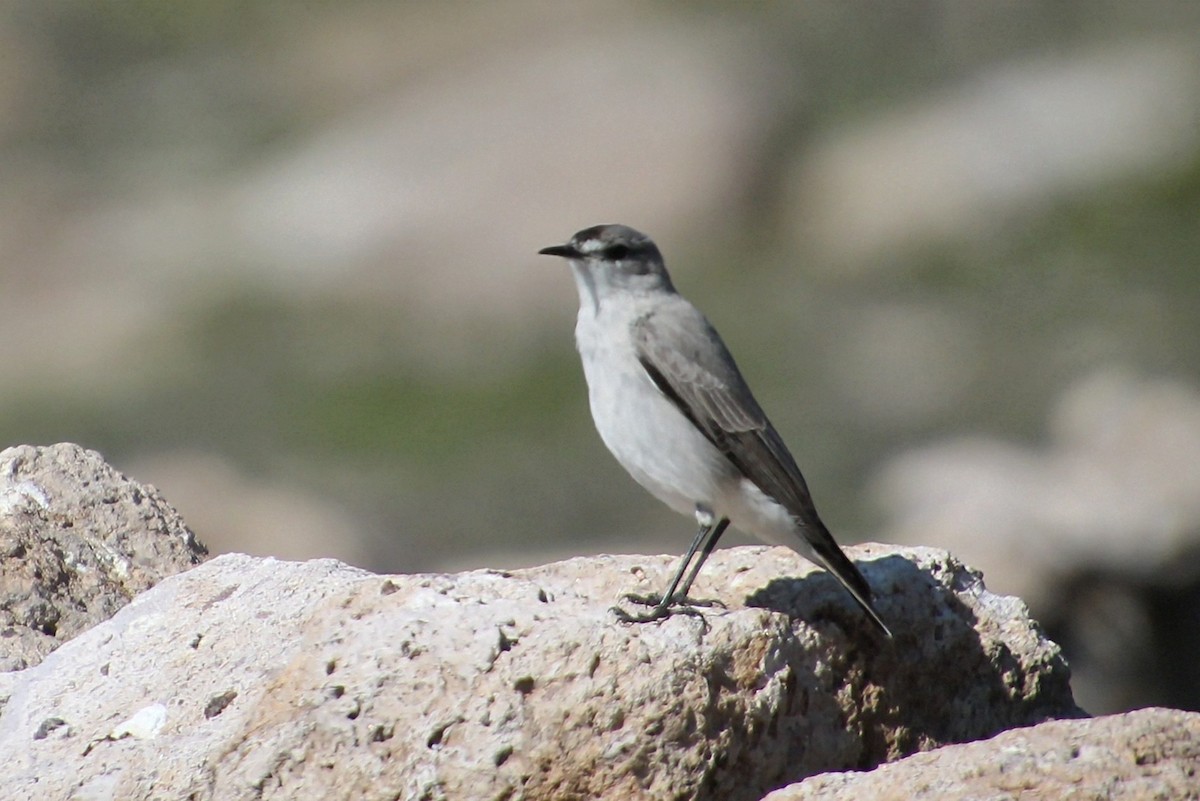 Black-fronted Ground-Tyrant - ML623035516