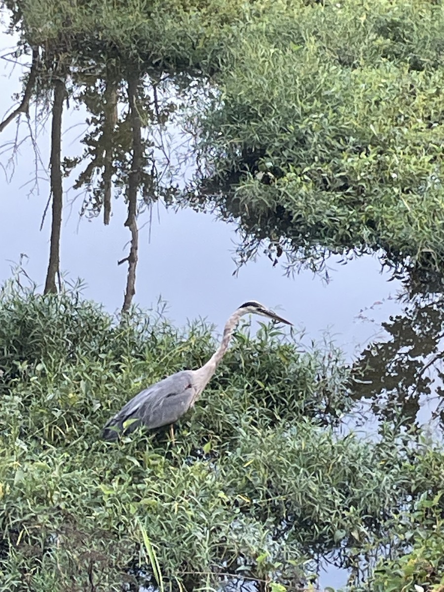 Great Blue Heron - ML623035626