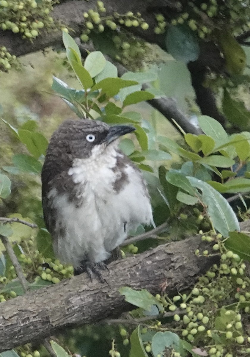 Northern Pied-Babbler - ML623035696