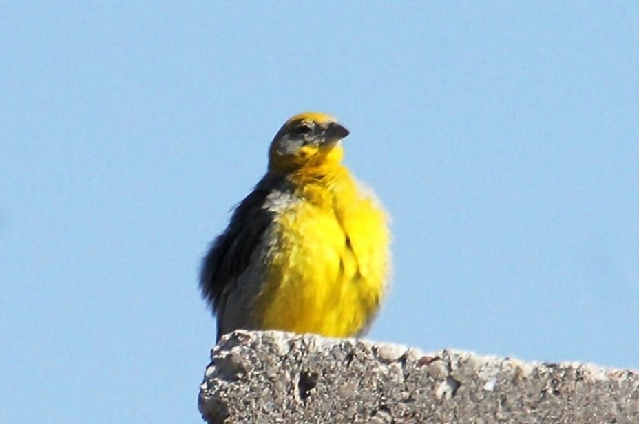 Bright-rumped Yellow-Finch - ML623035717