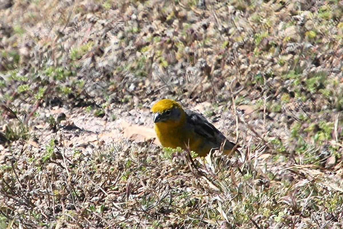 Bright-rumped Yellow-Finch - ML623035718