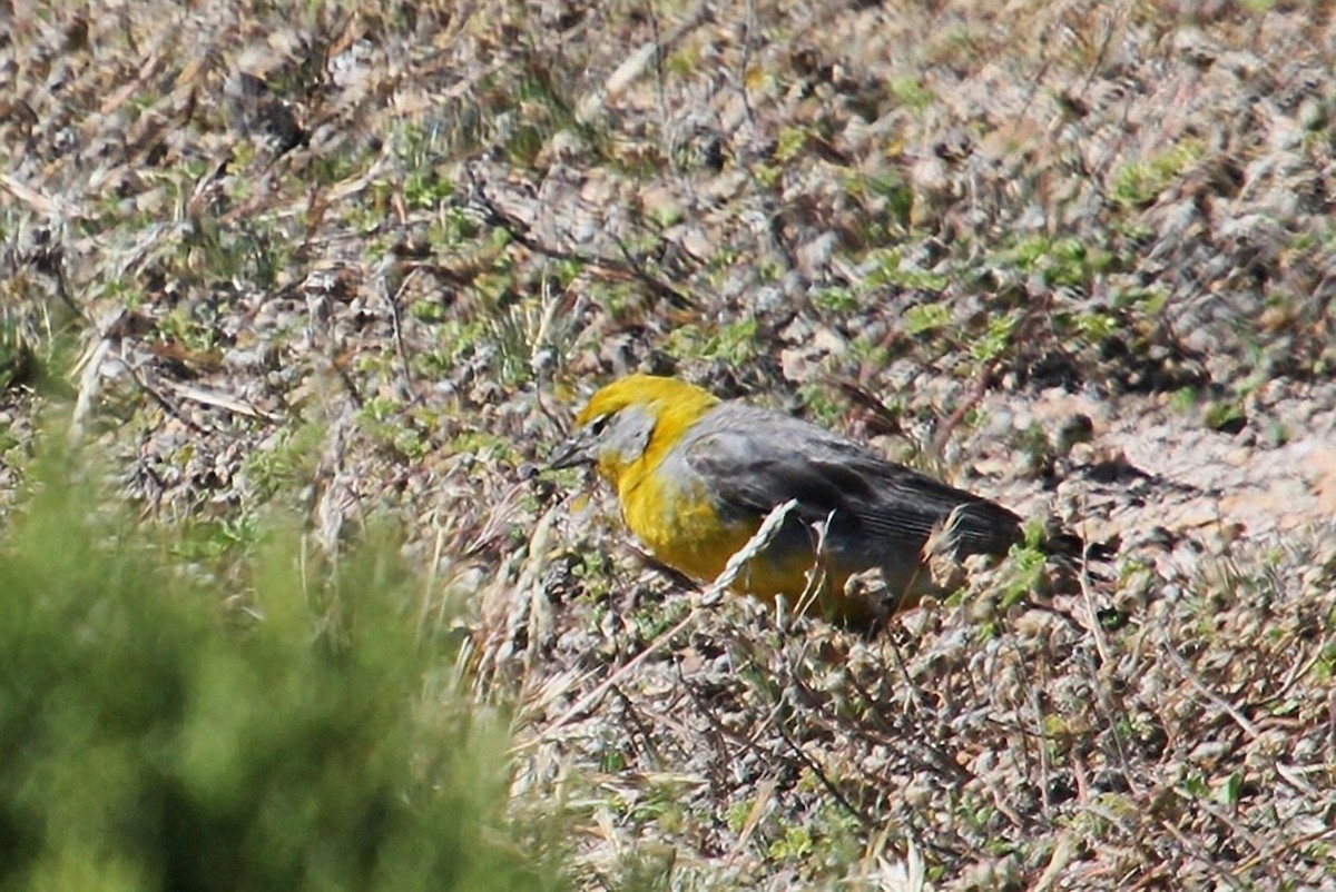 Bright-rumped Yellow-Finch - María Eliana Obando