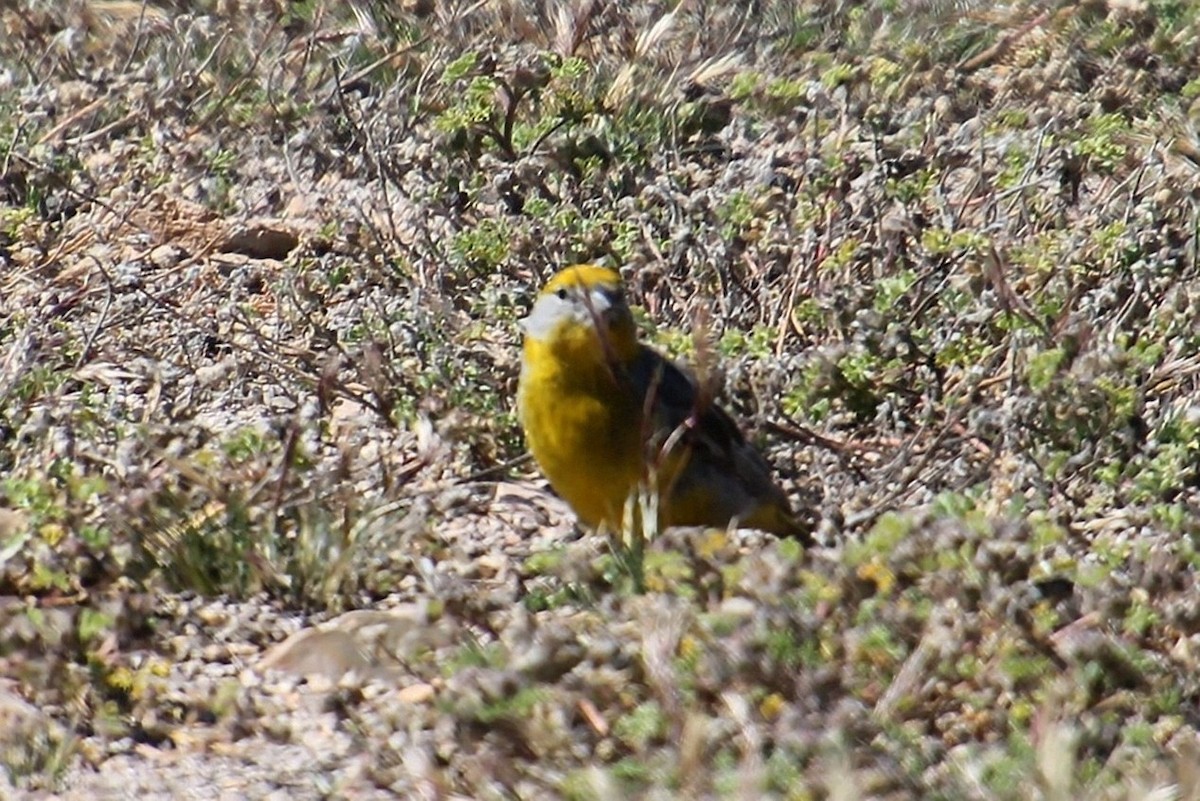 Bright-rumped Yellow-Finch - ML623035720