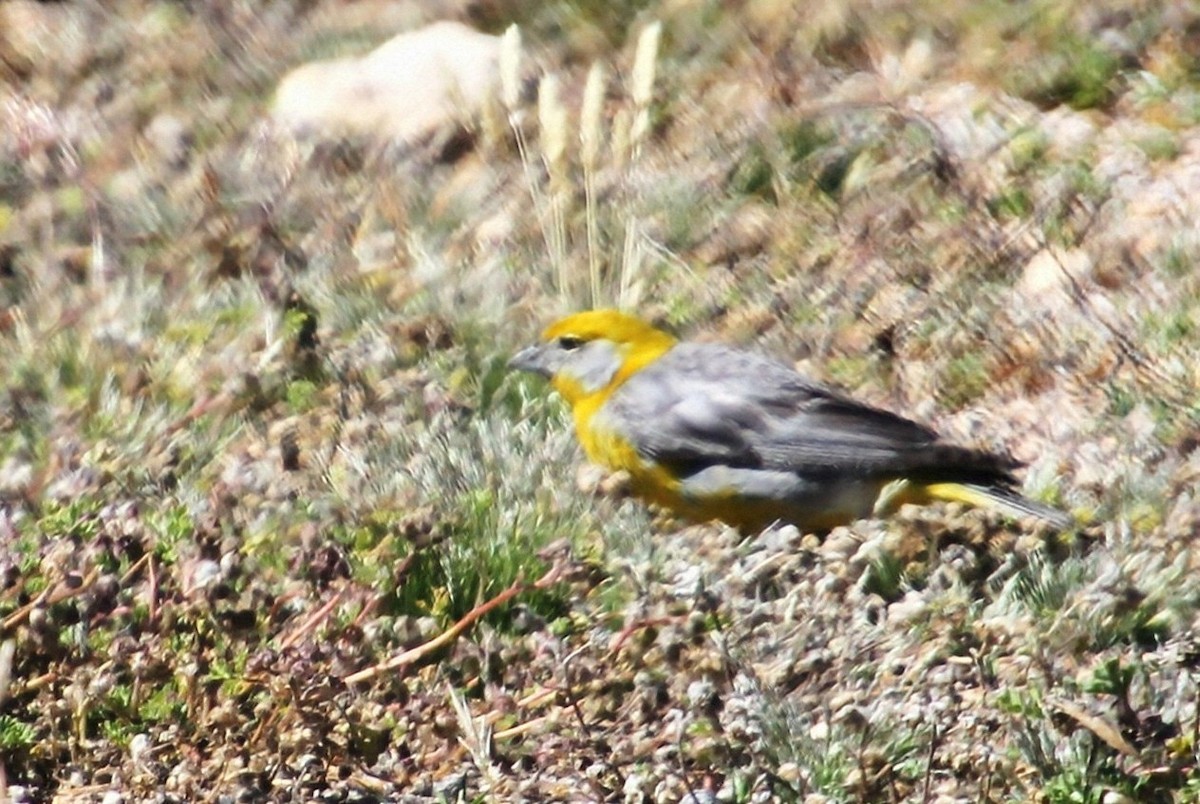 Bright-rumped Yellow-Finch - ML623035721