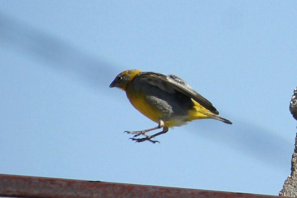 Bright-rumped Yellow-Finch - ML623035722