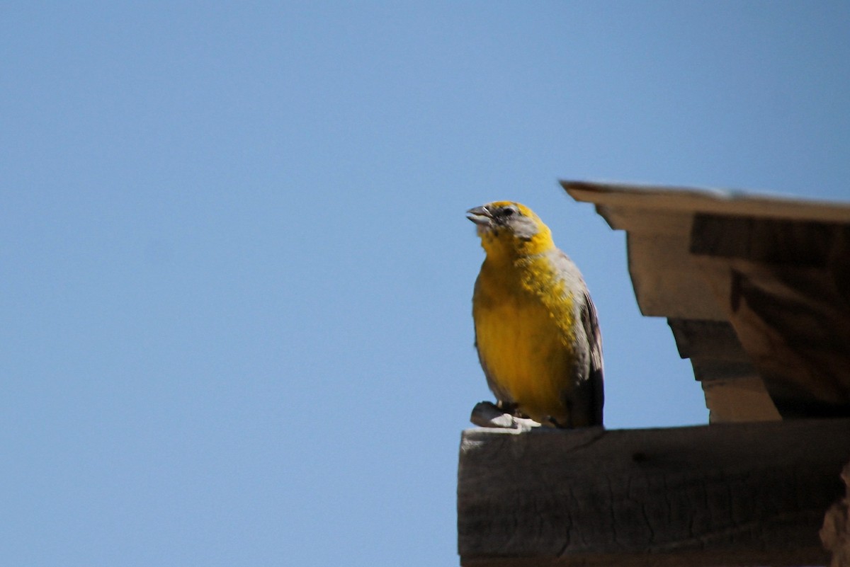 Bright-rumped Yellow-Finch - ML623035723