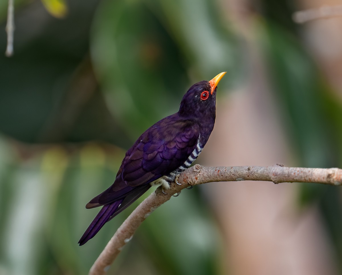 Violet Cuckoo - ML623035727