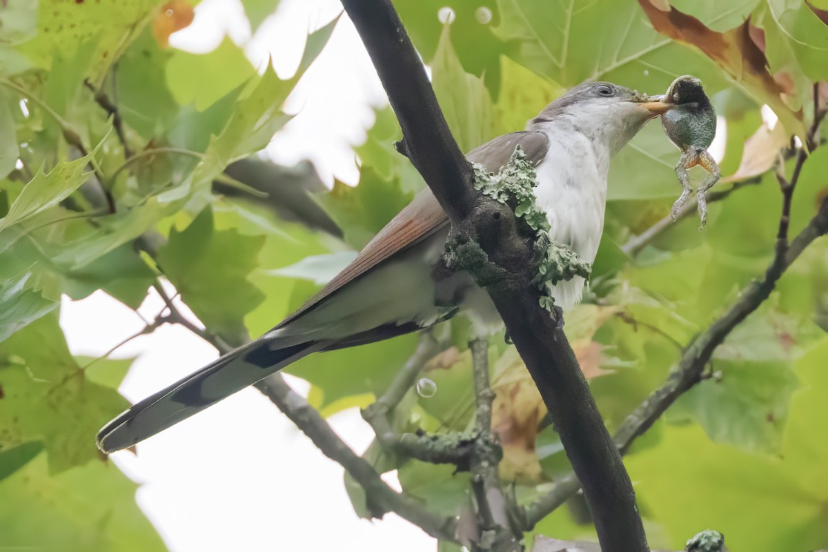 Yellow-billed Cuckoo - ML623035857