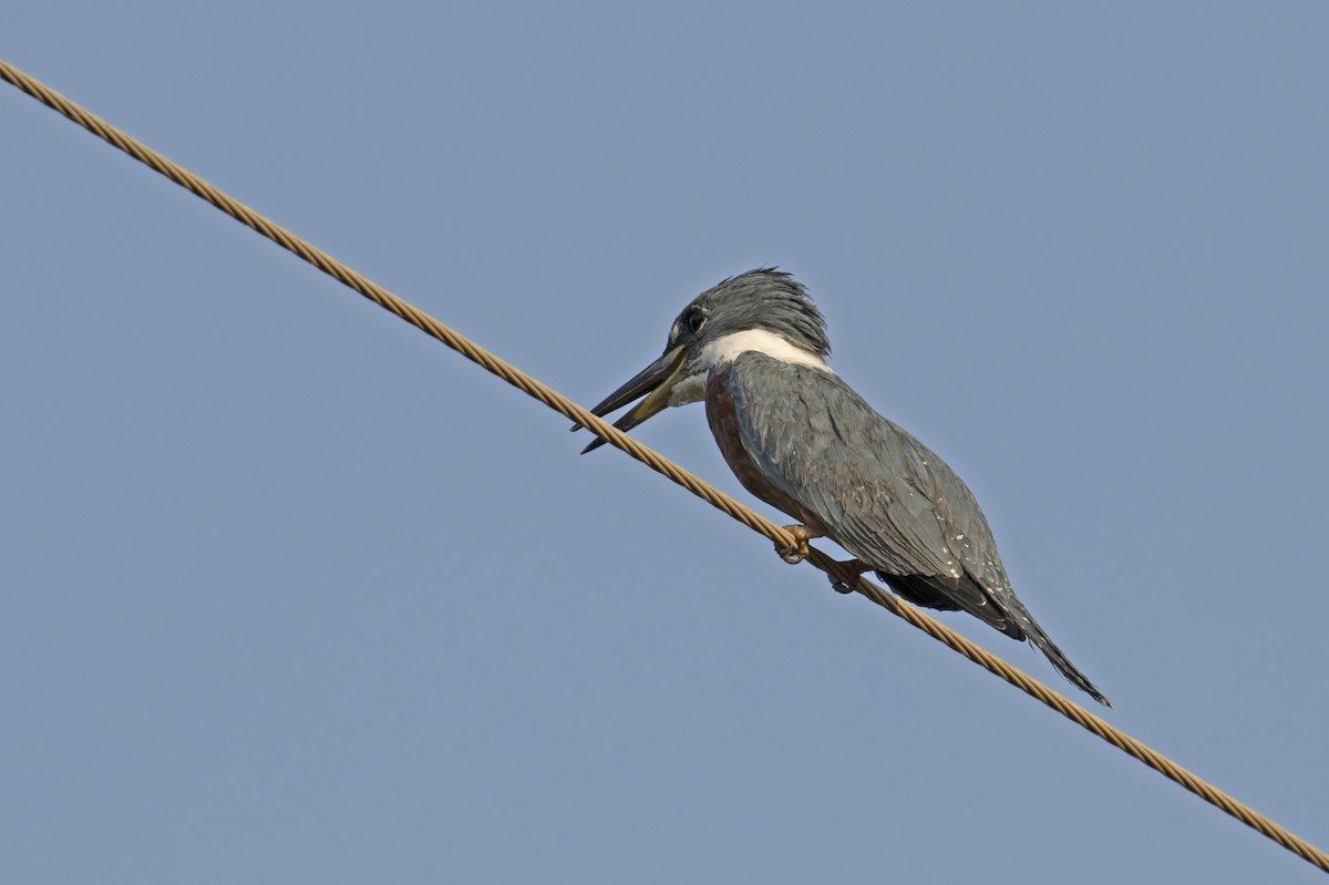 Martín Gigante Neotropical (torquata/stictipennis) - ML623035905