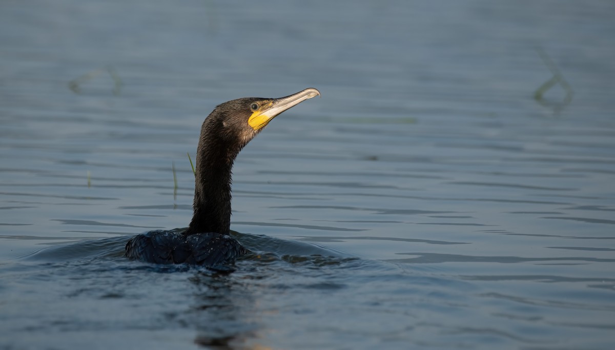 Grand Cormoran (sinensis/hanedae) - ML623035916