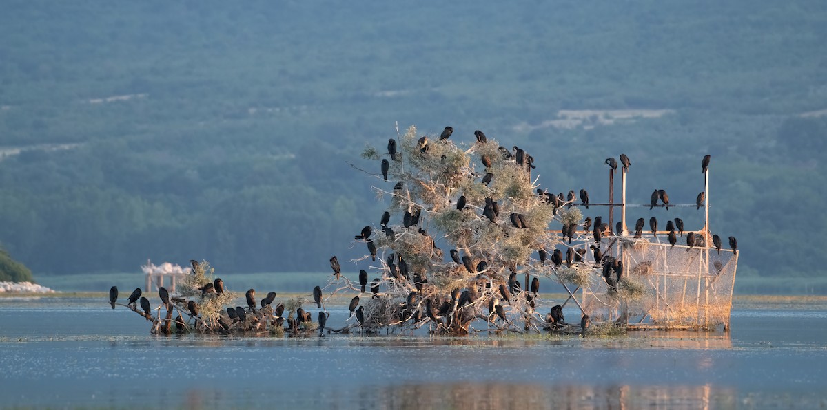 Great Cormorant (Eurasian) - George Dunbar