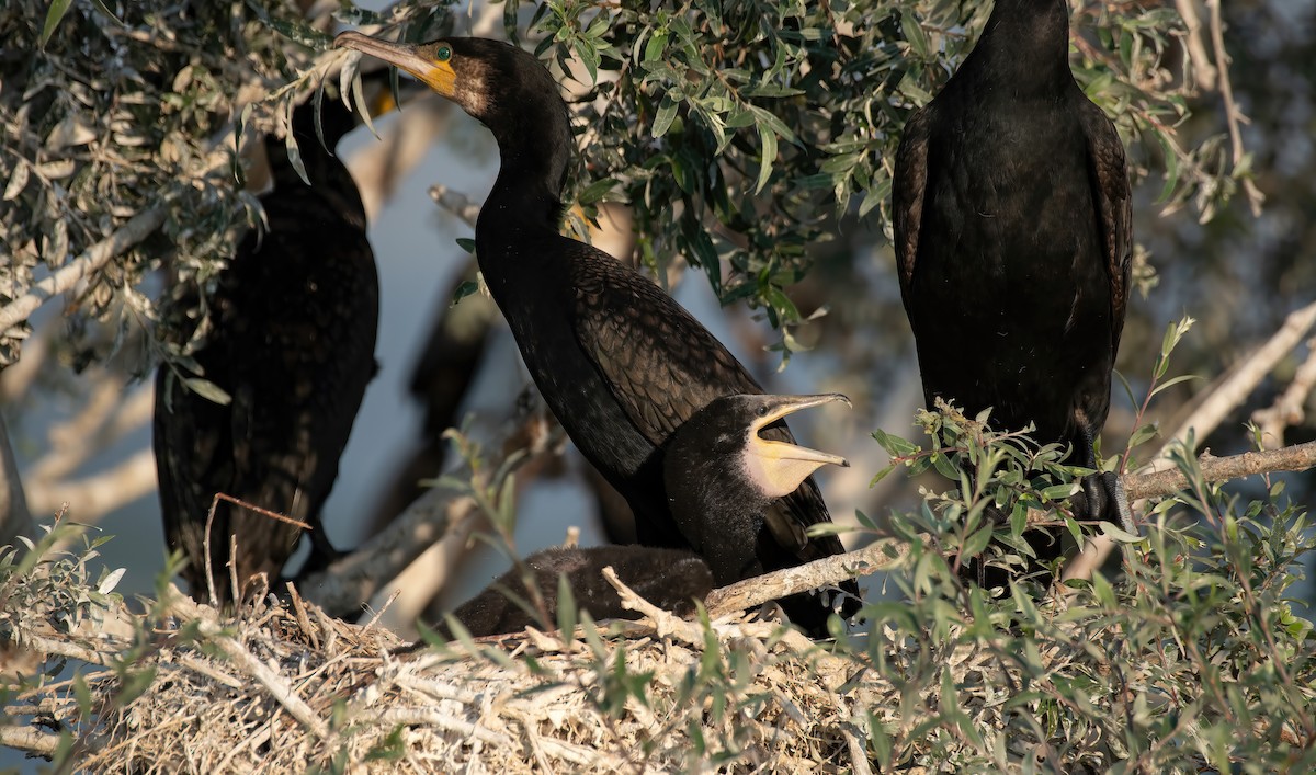 Grand Cormoran (sinensis/hanedae) - ML623035922