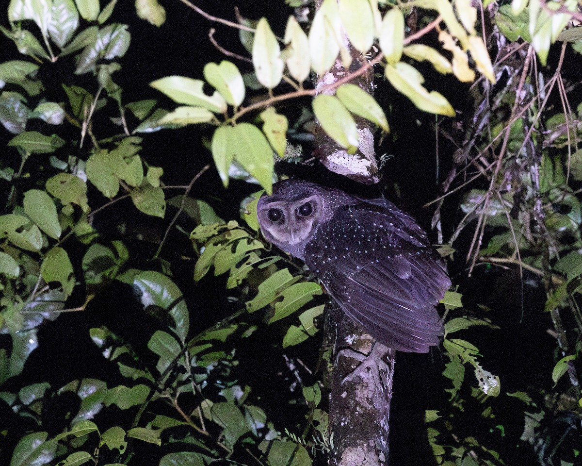 Sooty Owl - ML623035934