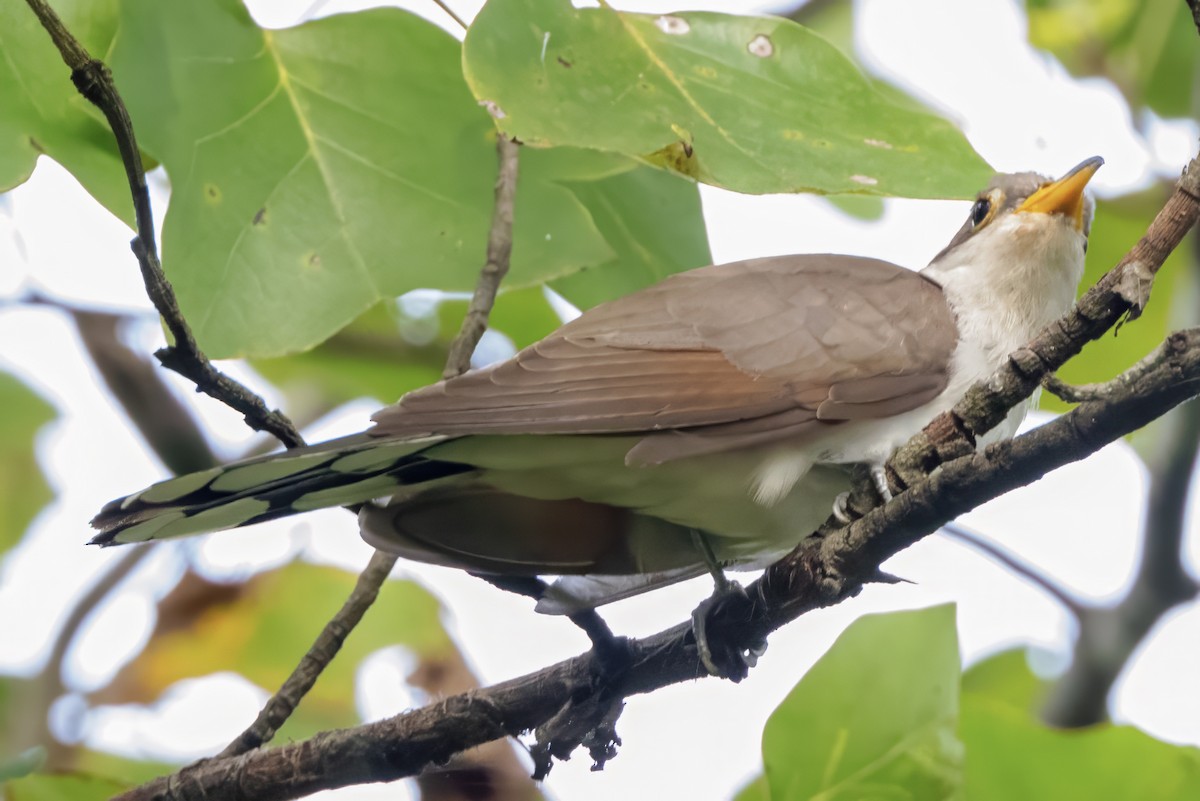 Yellow-billed Cuckoo - ML623035980