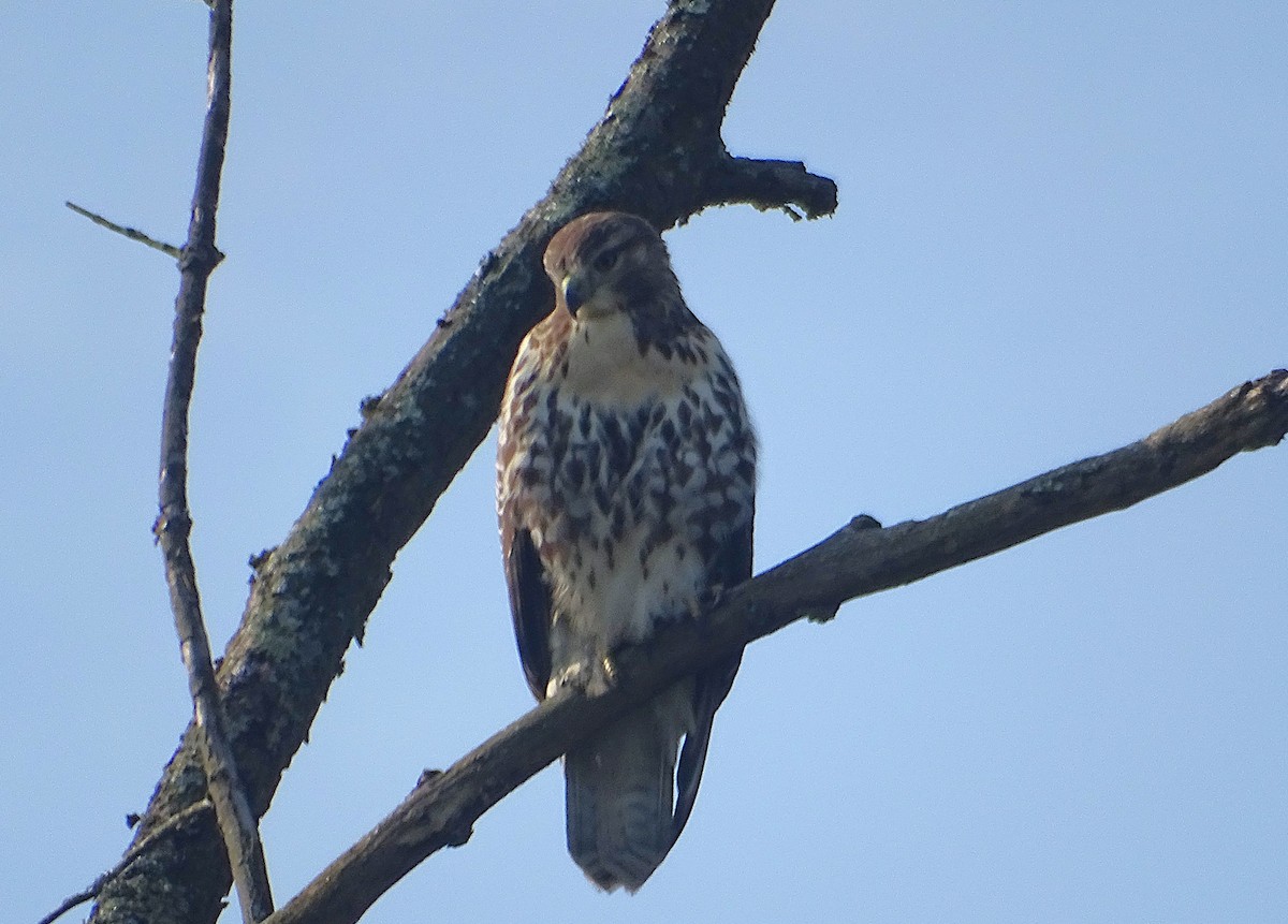 Rotschwanzbussard - ML623036001