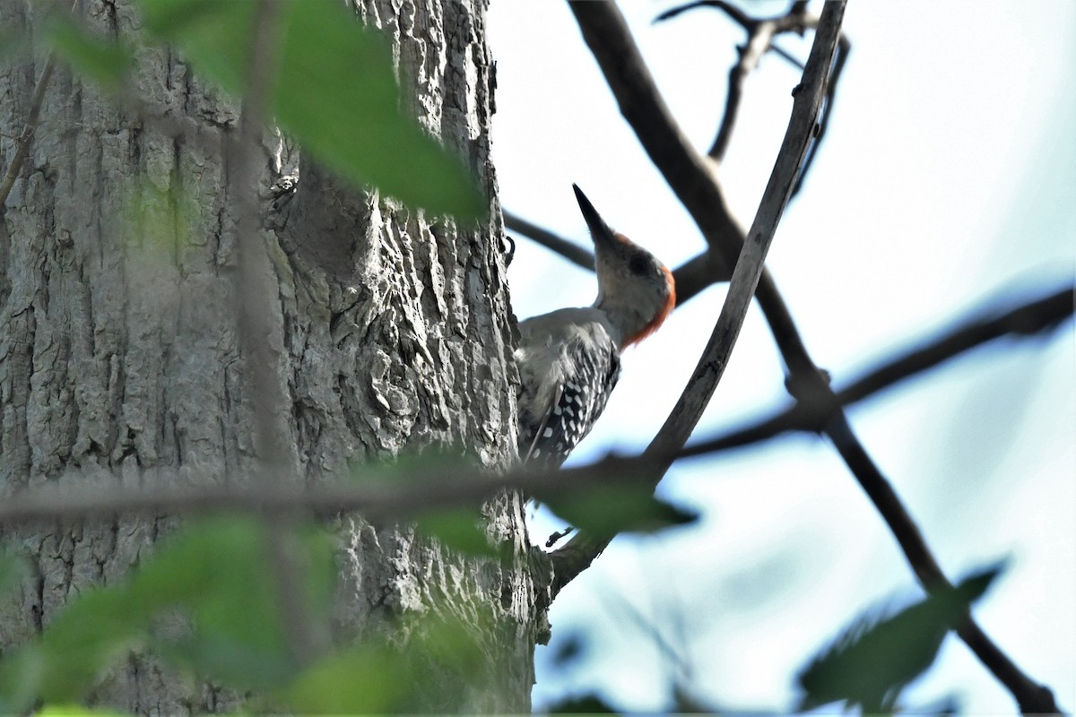 Red-bellied Woodpecker - ML623036018