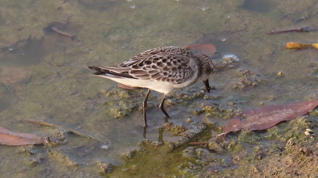 Semipalmated Sandpiper - ML623036073