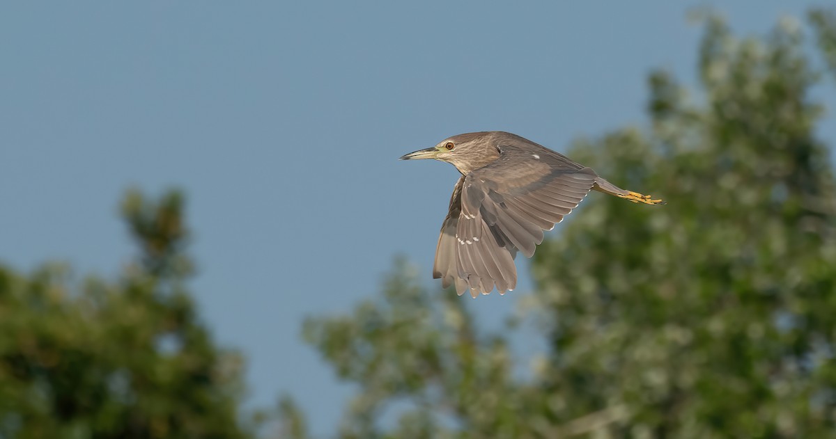 Black-crowned Night Heron - George Dunbar