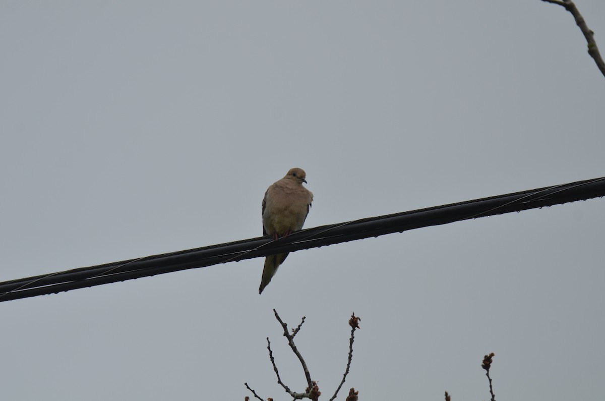 Mourning Dove - ML62303621