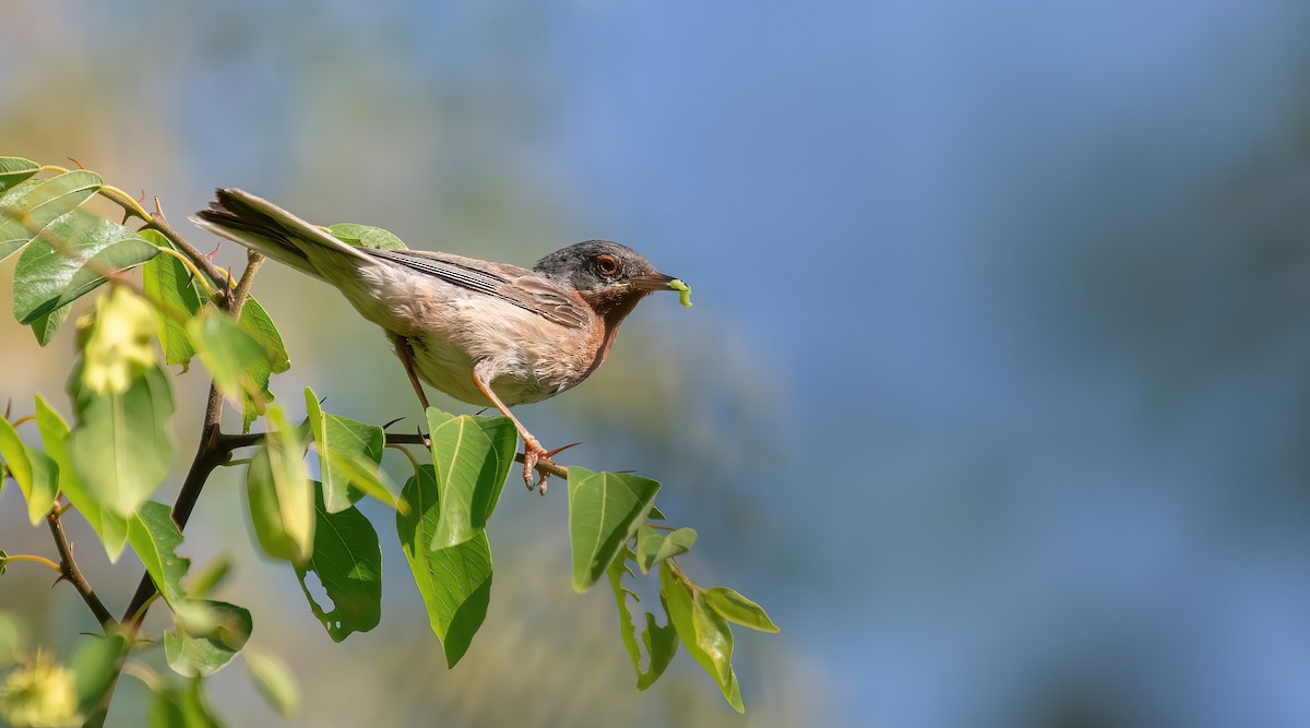 Eastern Subalpine Warbler - George Dunbar