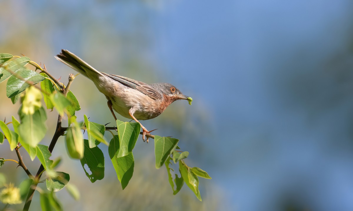 Eastern Subalpine Warbler - ML623036222