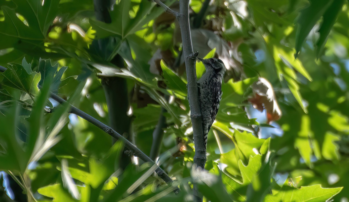 Lesser Spotted Woodpecker - ML623036235