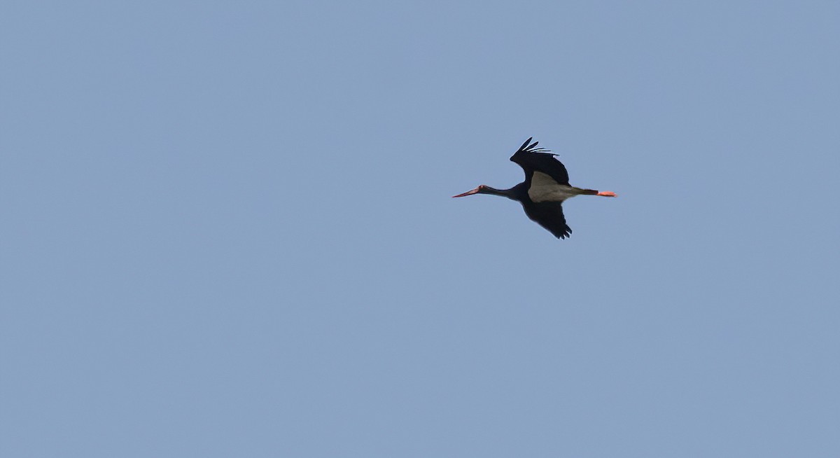 Black Stork - ML623036242