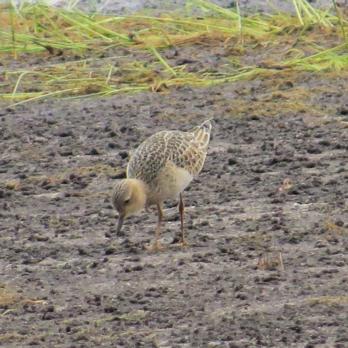 Buff-breasted Sandpiper - ML623036323