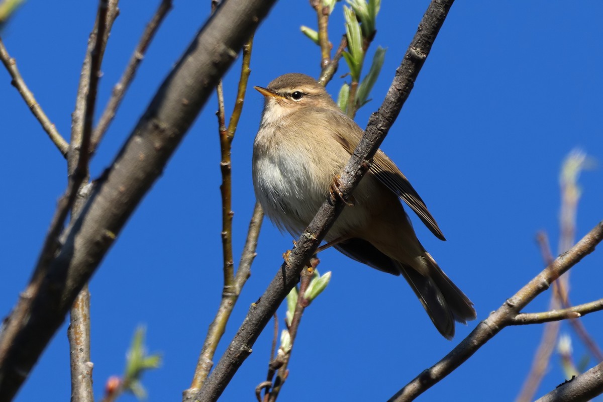 Dusky Warbler - ML623036324