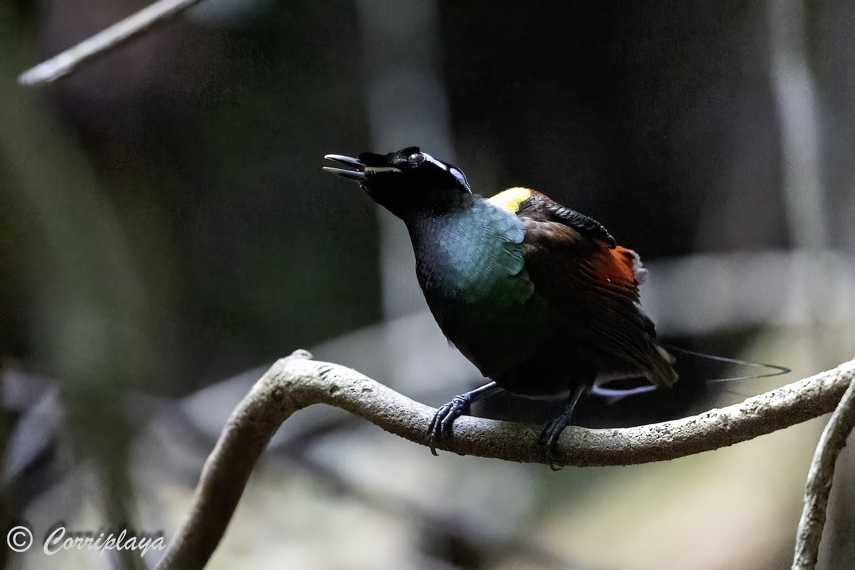 Wilson's Bird-of-Paradise - ML623036330