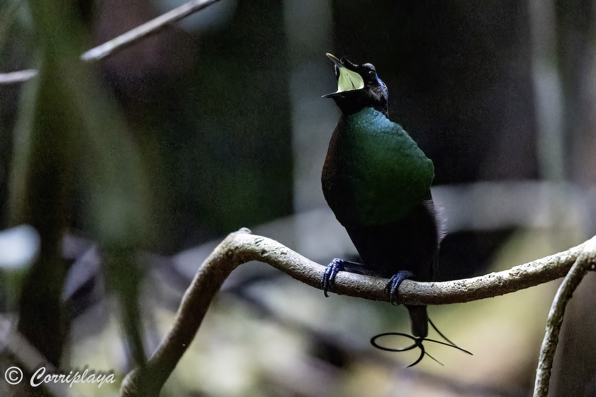 Wilson's Bird-of-Paradise - ML623036331