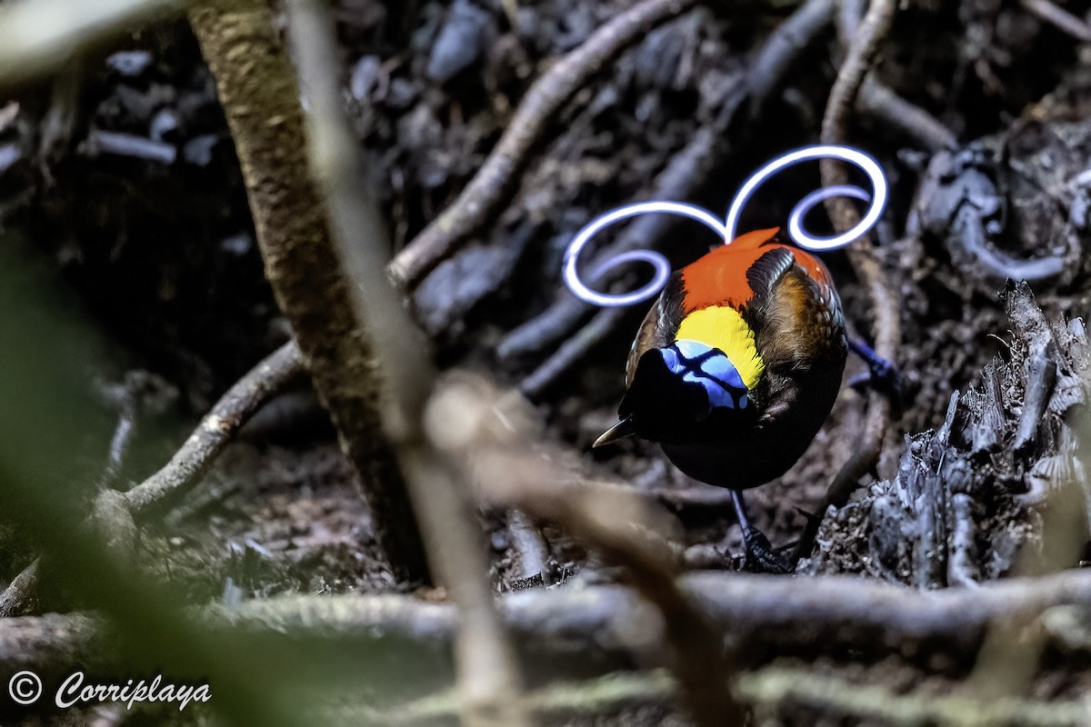 Wilson's Bird-of-Paradise - ML623036333