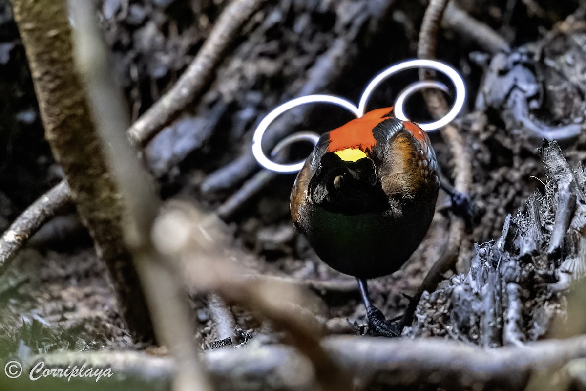 Wilson's Bird-of-Paradise - ML623036334