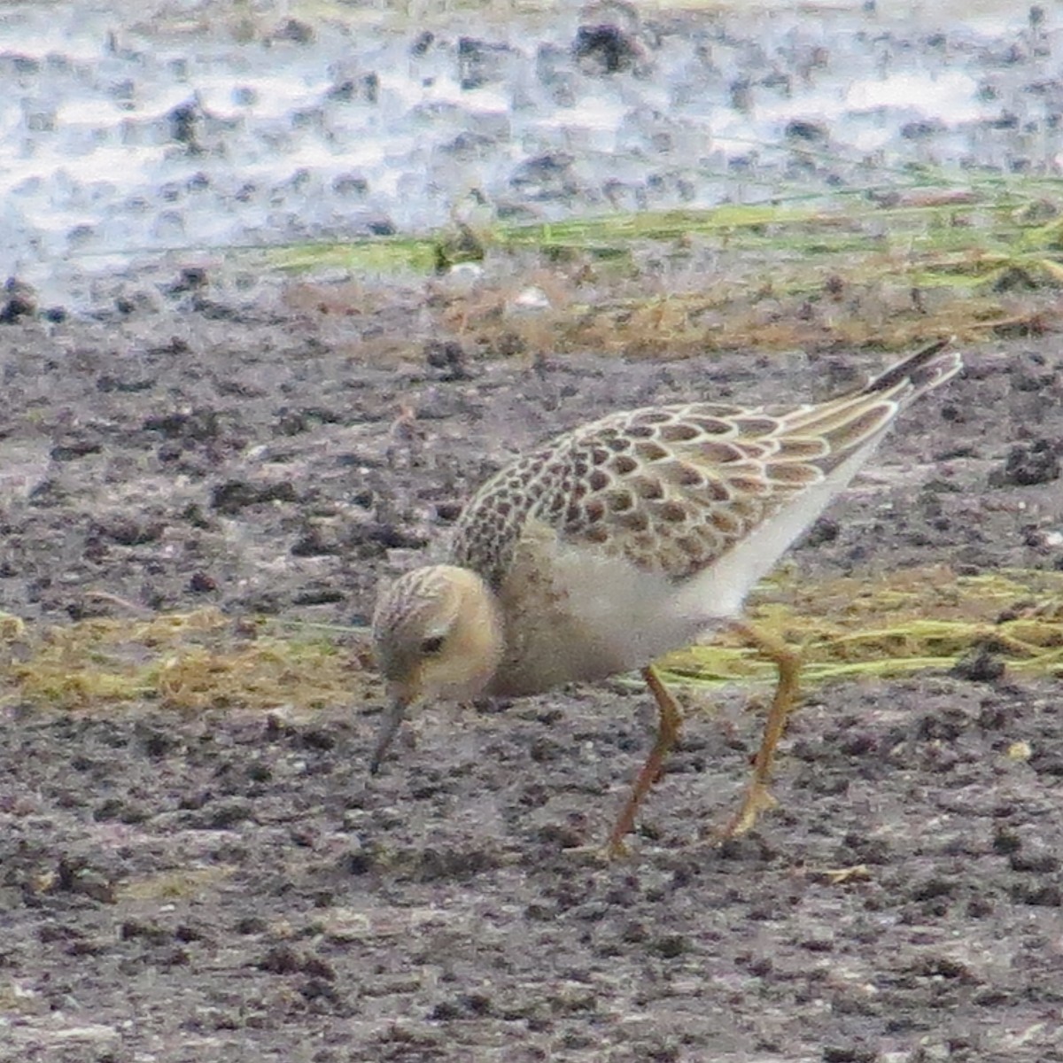 Buff-breasted Sandpiper - ML623036348