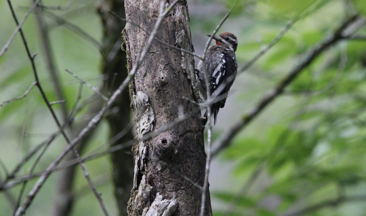 Yellow-bellied Sapsucker - ML623036358