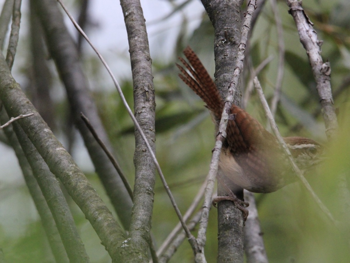 Carolina Wren - ML623036373