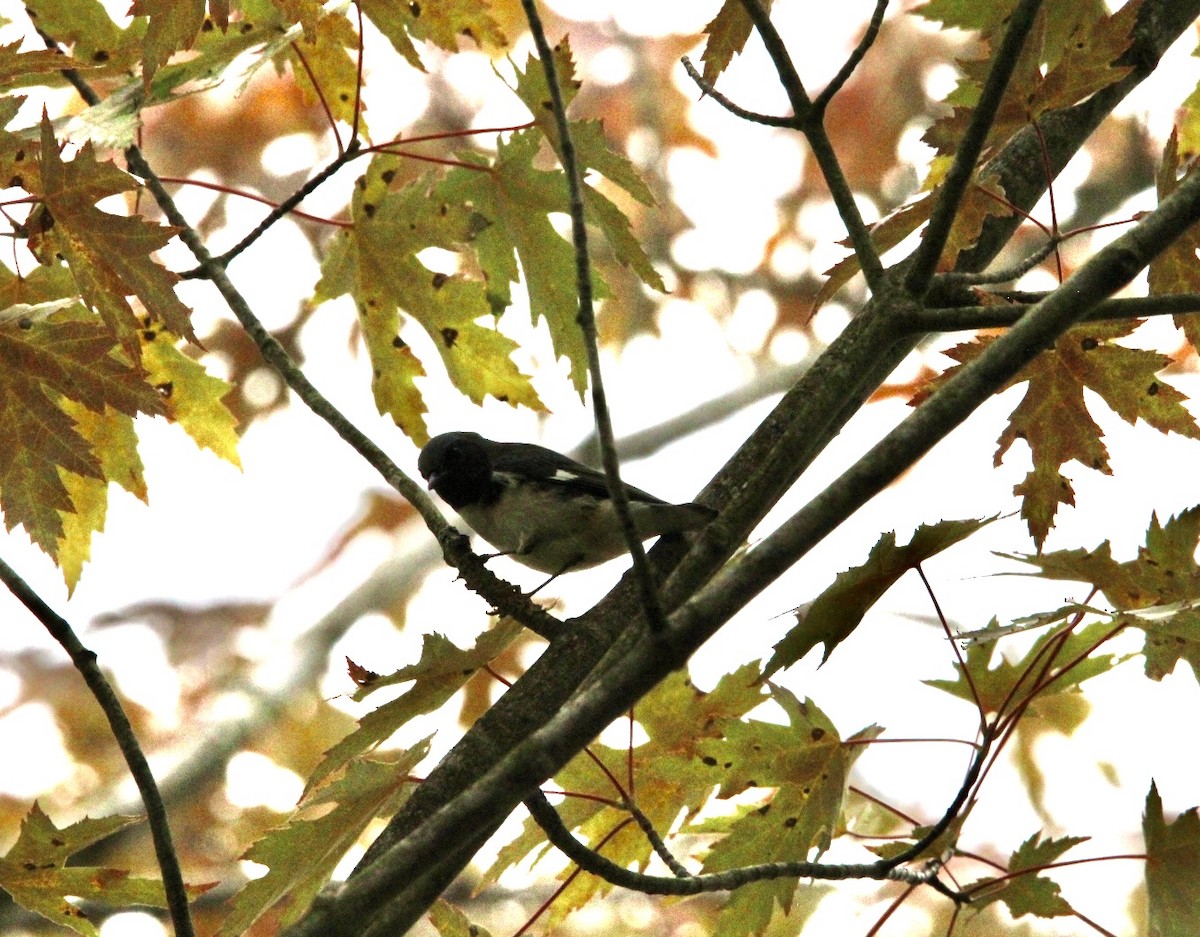 Black-throated Blue Warbler - ML623036377