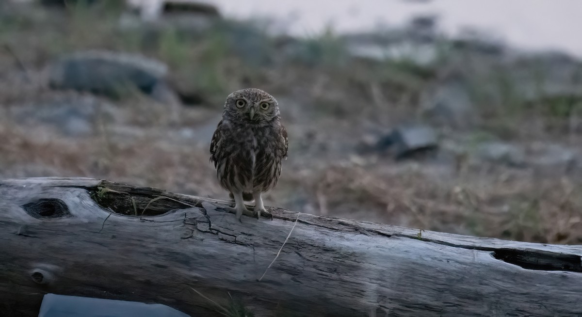 Little Owl - ML623036383