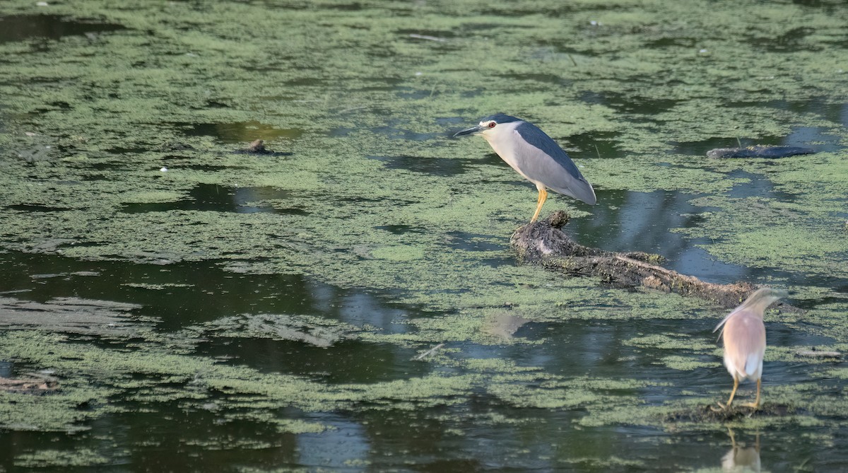 Black-crowned Night Heron - ML623036385