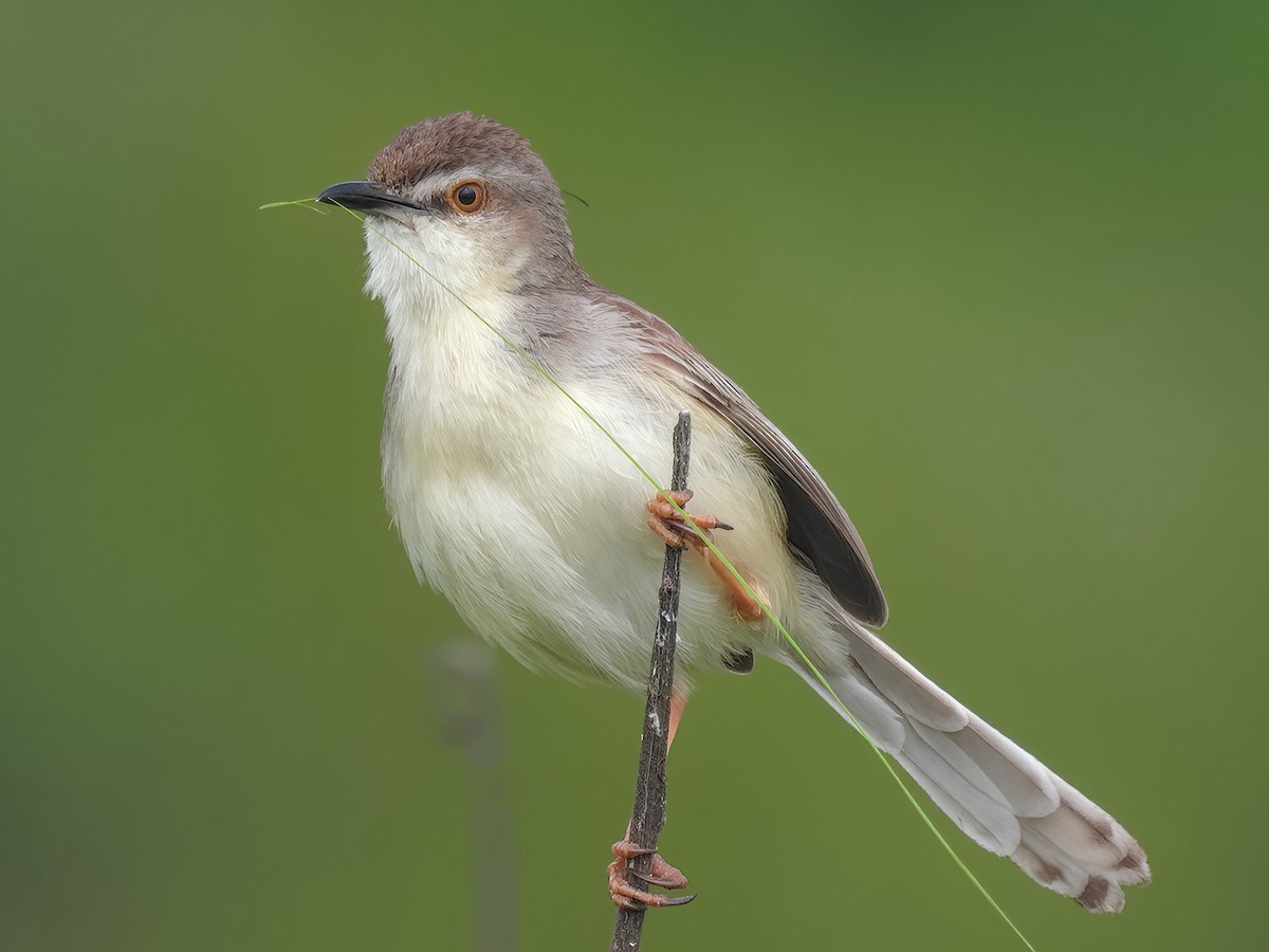 Plain Prinia - ML623036394